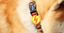 Collar Boom para perros color Varios, , large indicador imagen numero 3